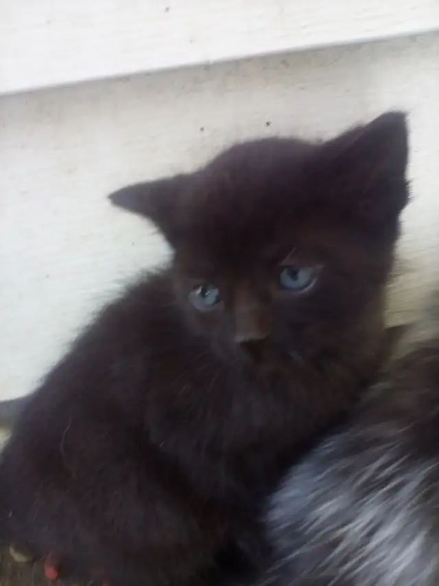 Kittens