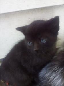 Kittens