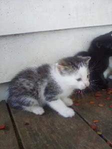 Kittens - Photo 2