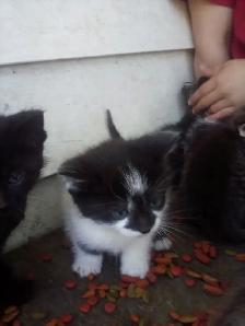 Kittens - Photo 3