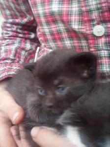 Kittens - Photo 4