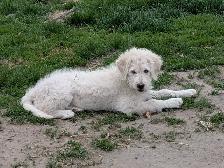 Aussidoodle