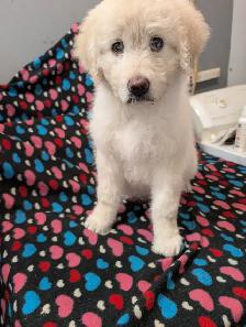 Aussidoodle - Photo 2