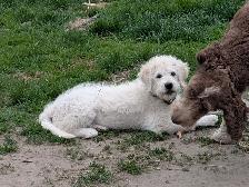 Aussidoodle - Photo 3