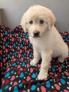 Aussidoodle - Photo 4