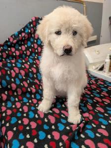 Aussidoodle - Photo 5
