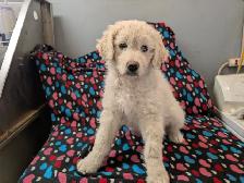 Aussidoodle - Photo 6