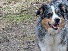 Aussidoodle - Photo 8