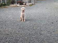 Aussidoodle - Photo 9