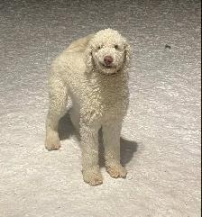Aussidoodle - Photo 10