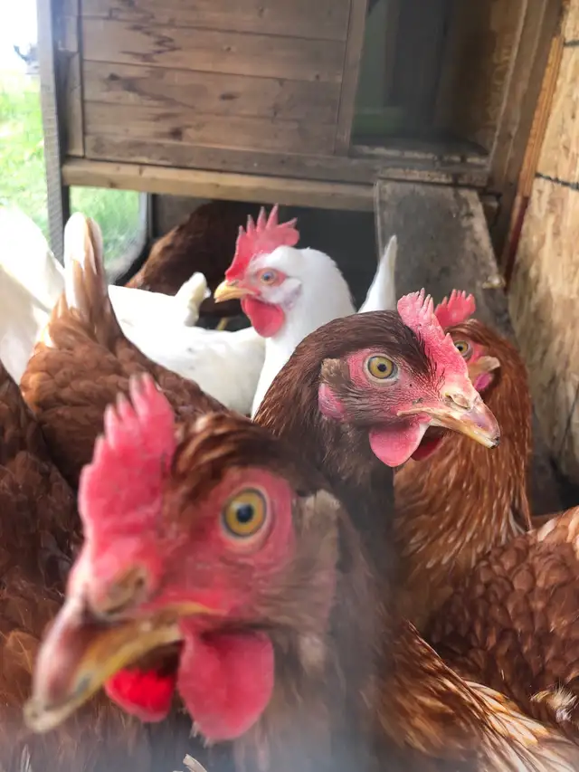 Poule pondeuse