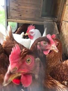 Poule pondeuse