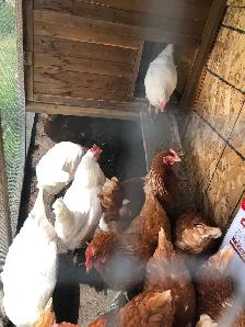 Poule pondeuse - Photo 2