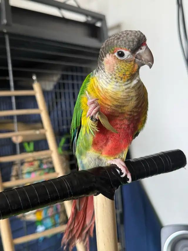 female yellowsided conure