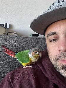 female yellowsided conure - Photo 2