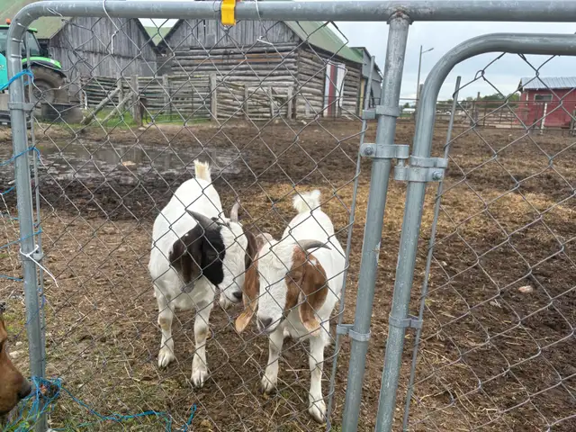 2 -10 month old doelings for sale