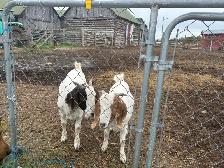 2 -10 month old doelings for sale