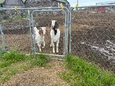 2 -10 month old doelings for sale - Photo 2