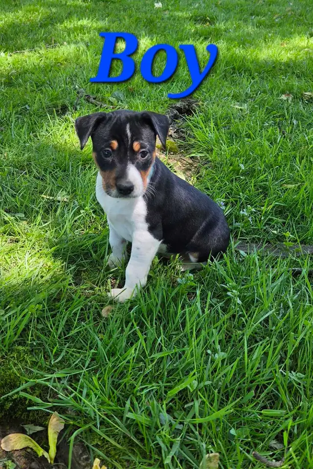 Decker Terrier Puppies for Sale