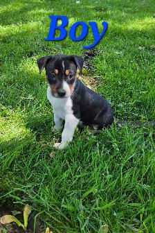 Decker Terrier Puppies for Sale