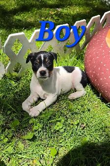 Decker Terrier Puppies for Sale - Photo 2