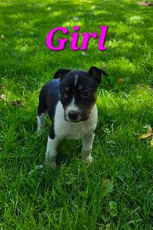 Decker Terrier Puppies for Sale - Photo 3