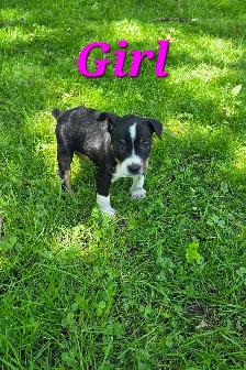 Decker Terrier Puppies for Sale - Photo 4