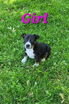 Decker Terrier Puppies for Sale - Photo 5
