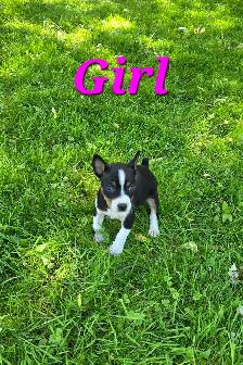 Decker Terrier Puppies for Sale - Photo 6