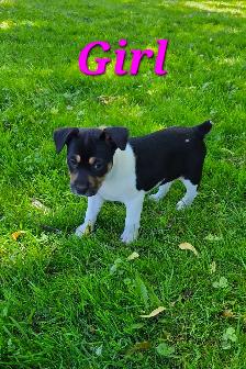 Decker Terrier Puppies for Sale - Photo 7
