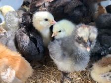 SALE! Easter Egger Chicks $5 each.Buy 5 get 2, buy 10 get 5 free