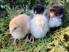 SALE! Easter Egger Chicks $5 each.Buy 5 get 2, buy 10 get 5 free - Photo 2