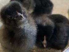 SALE! Easter Egger Chicks $5 each.Buy 5 get 2, buy 10 get 5 free - Photo 3