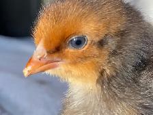 SALE! Easter Egger Chicks $5 each.Buy 5 get 2, buy 10 get 5 free - Photo 4