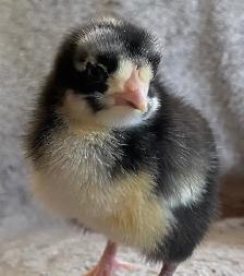 SALE! Easter Egger Chicks $5 each.Buy 5 get 2, buy 10 get 5 free - Photo 7