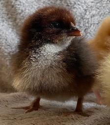 SALE! Easter Egger Chicks $5 each.Buy 5 get 2, buy 10 get 5 free - Photo 8