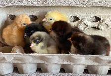SALE! Easter Egger Chicks $5 each.Buy 5 get 2, buy 10 get 5 free - Photo 10