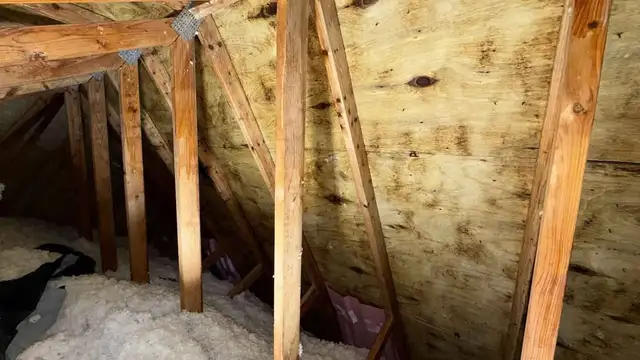 Attic Mold