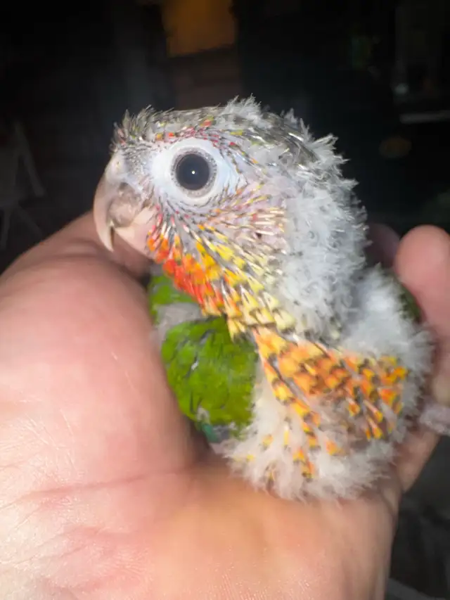 baby conures!