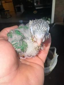 baby conures! - Photo 2