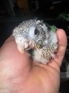 baby conures! - Photo 3