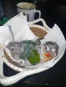 baby conures! - Photo 4