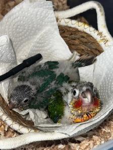 baby conures! - Photo 5