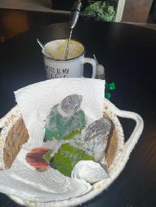 baby conures! - Photo 7