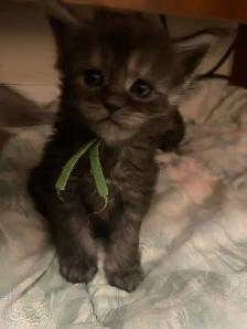 Maine Coon kittens for Sale.