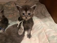 Maine Coon kittens for Sale. - Photo 2