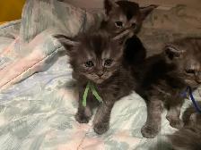 Maine Coon kittens for Sale. - Photo 3