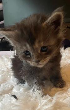 Maine Coon kittens for Sale. - Photo 4