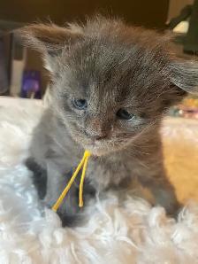 Maine Coon kittens for Sale. - Photo 5