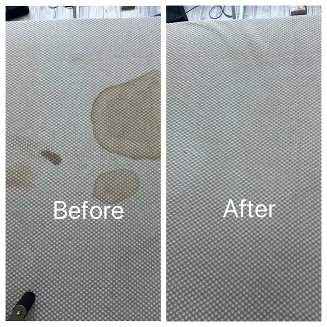 Carpet & Sofa Pet Stain Cleaning